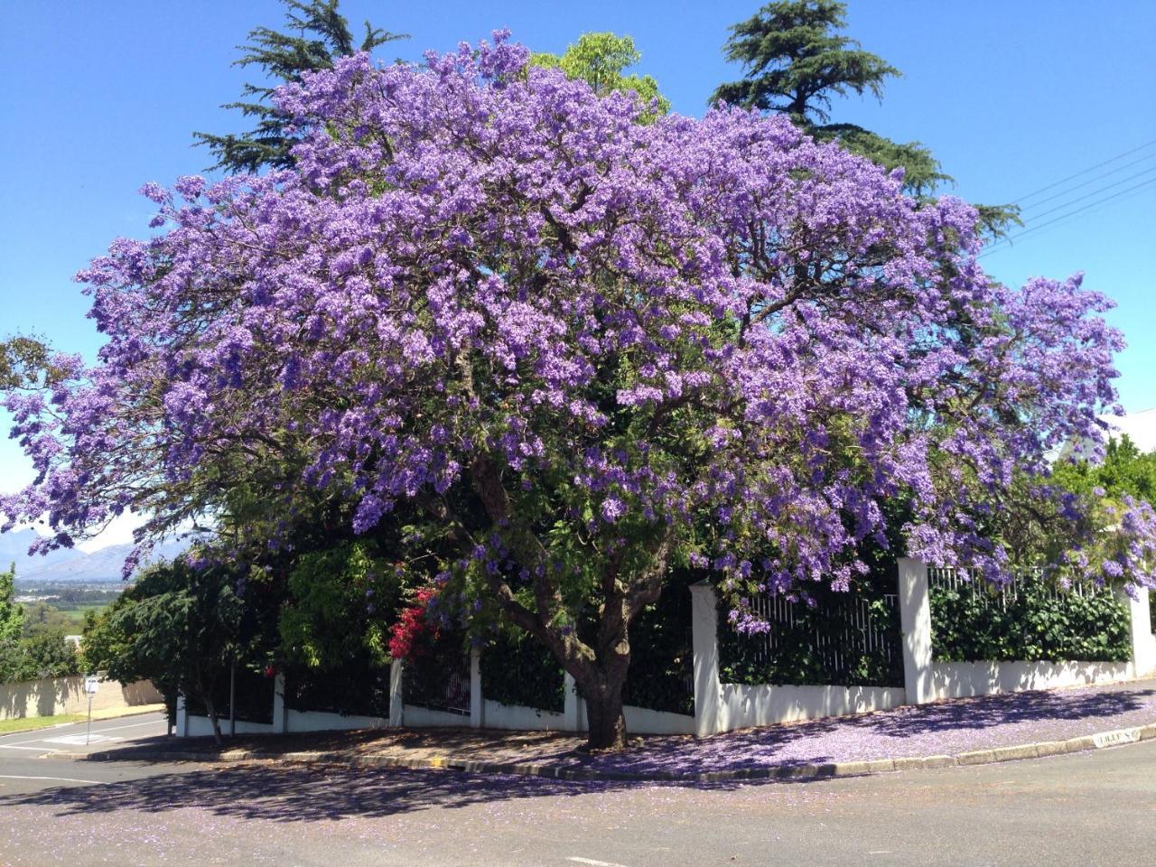 Alba House Guest House Paarl Esterno foto