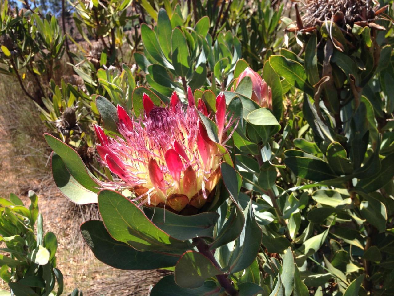 Alba House Guest House Paarl Esterno foto