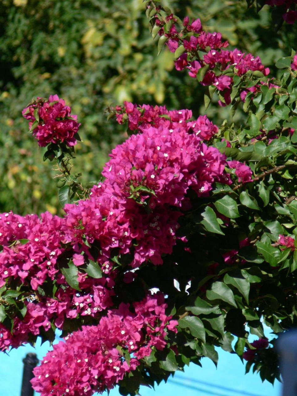 Alba House Guest House Paarl Esterno foto